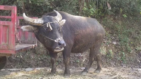 A bull rested on the side of the road 스톡 동영상 97989655
