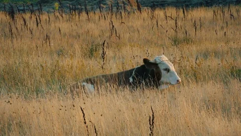 Bull resting in the field Stock Footage 78306753