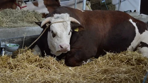 Bull resting Stock Footage 90555359