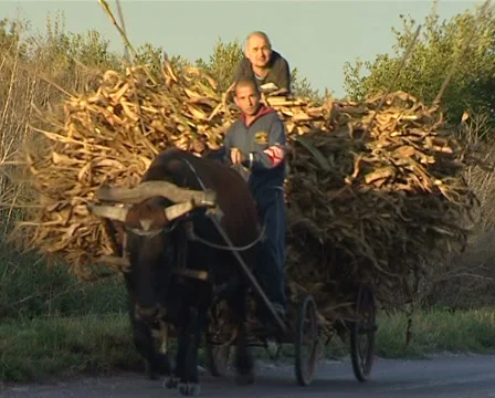 Bull running Stock Footage 30316446