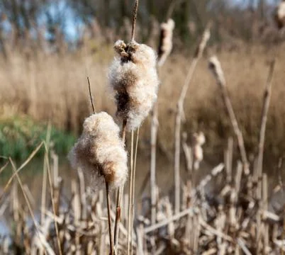 Bull rush Stock Photos