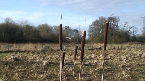 Bull rushes Stock Footage 45937761