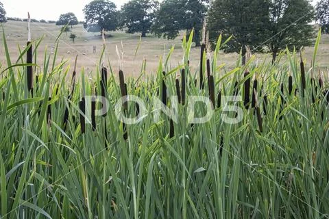 Bull rushes in the foreground in a country park Stock Photos