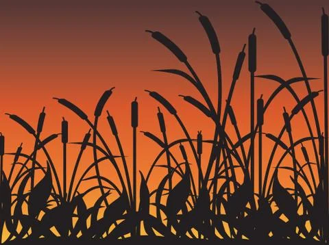 Bull Rushes Stock Illustration