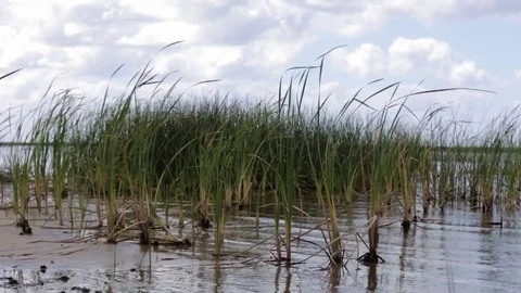 Bull Rushes on Lake Okeechobee Sequence Stock Footage 74597428