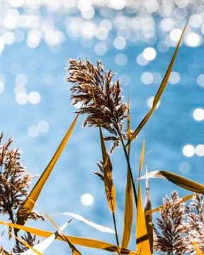 Bull rushes Stock Photos