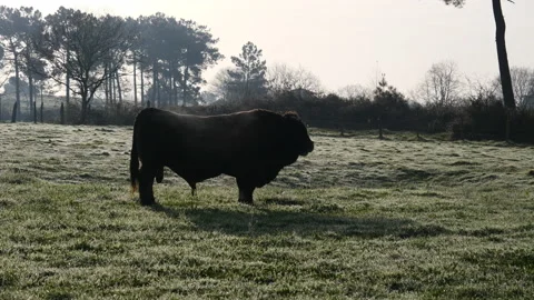 Bull satallion Vídeo Stock 150083350