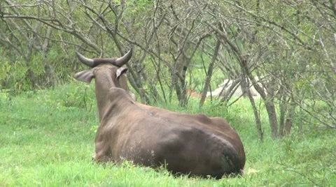 Bull Seated in Grass Video stock 8521790