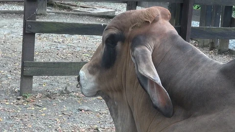 Bull shaking ears Vídeos de archivo 103619429