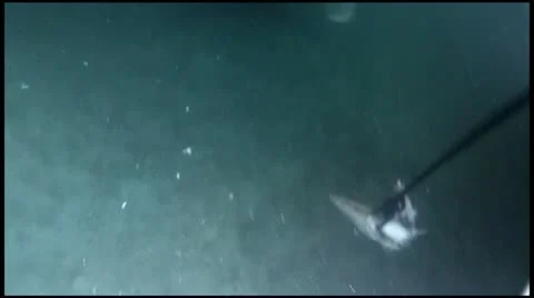 Bull Shark Attacking Stock Footage