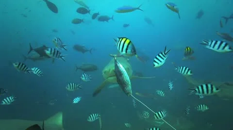Bull Shark attacks bait slow motion Stock Footage 8853694