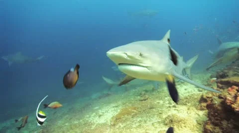 Bull Shark bumping camera Vídeos de archivo 8848273