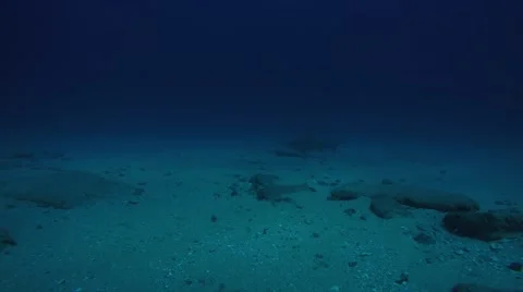 Bull Shark (Carcharhinus leucas). Stock Footage 58958542