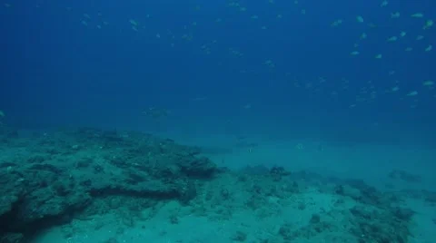 Bull Shark (Carcharhinus leucas). Stock Footage 59082032