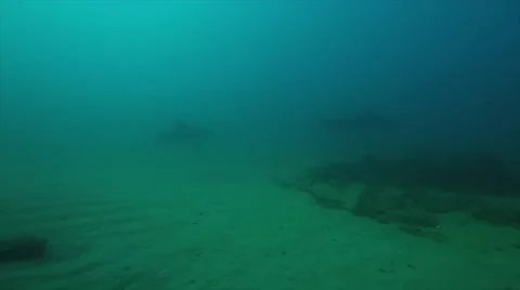 Bull Shark (Carcharhinus leucas). Stock Footage 59082203