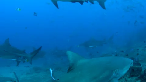 Bull Shark Encounter While Diving in Fiji 스톡 동영상 330432004