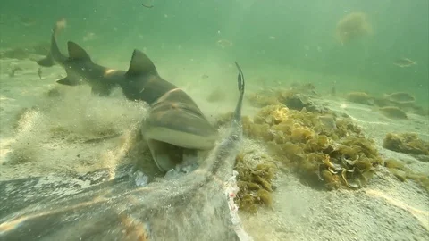 Bull shark feeding on sting ray Stock Footage