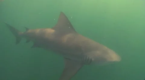 Bull Shark on a fishing hook captured from underwater Stock Footage 8852983