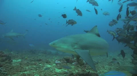 Bull Shark Stock Footage 8853071