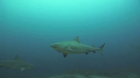 Bull Shark Vídeos de archivo 8853116
