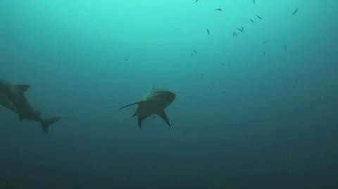 Bull Shark Vídeos de archivo 8853181