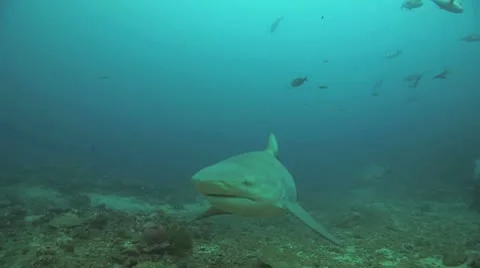 Bull Shark Vídeos de archivo 8853256