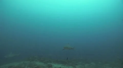 Bull Shark Stock Footage 8853498