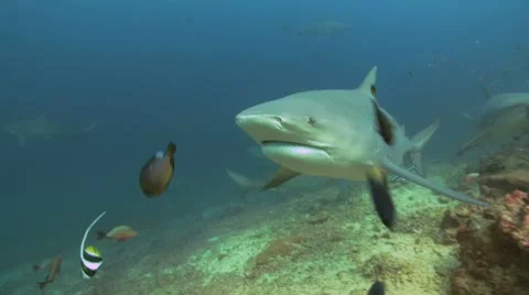 Bull Shark Vídeos de archivo 8853588