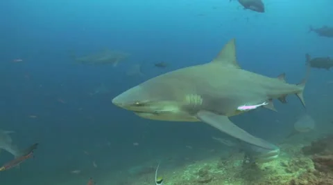 Bull Shark Stock Footage 8853872