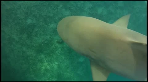 Bull Shark Stock Footage 11289884