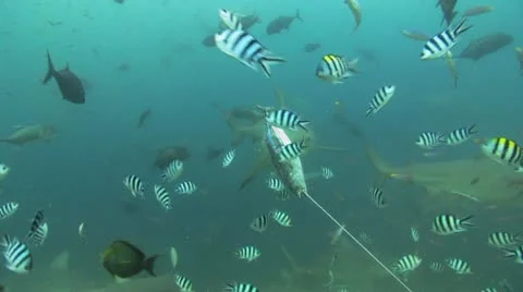 Bull Shark Stock Footage 12600029