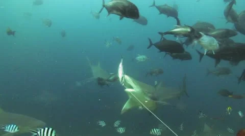 Bull Shark Stock Footage 12600081