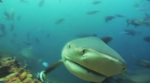 Bull Shark Stock Footage