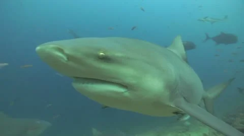 Bull Shark Vídeos de archivo 12600306