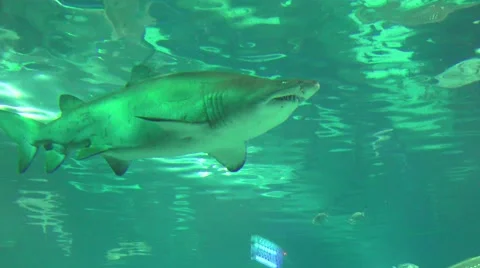 Bull Shark Stock Footage 63136712