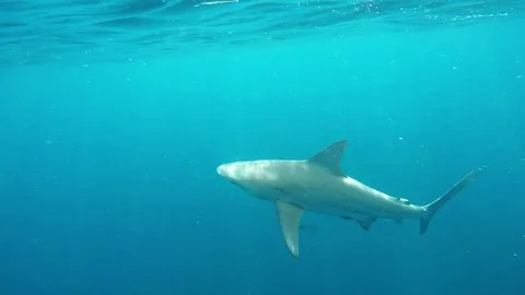 Bull Shark Vídeos de archivo 81314421
