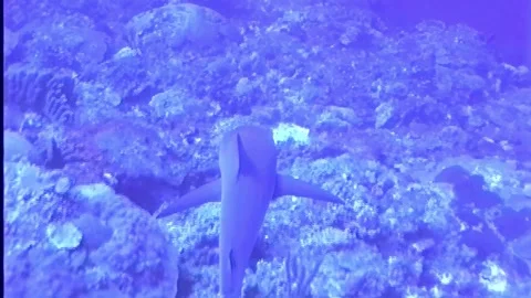 BULL SHARK Stock Footage 306495077