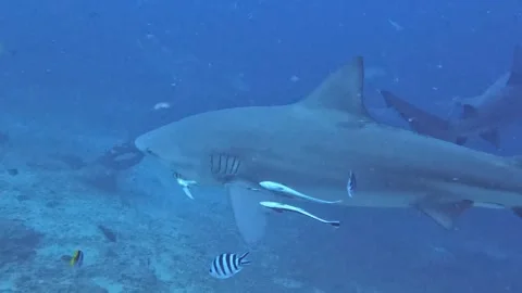 Bull shark has hook in its mouth with bait still attached Vídeo Stock 272565273