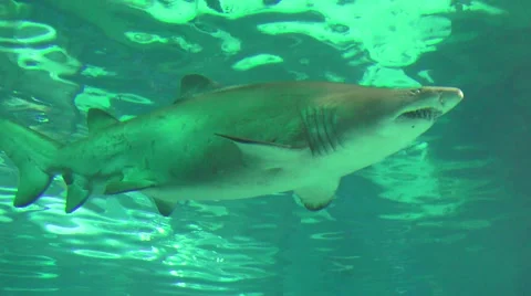 Bull Shark in ocean Stock Footage 63471285