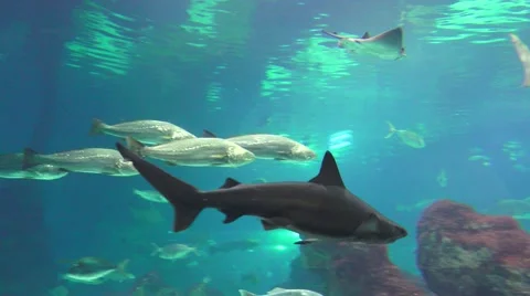 Bull Shark in ocean Stock Footage 63471314
