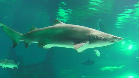 Bull Shark in ocean Stock Footage 63471353