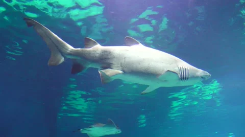 Bull Shark in ocean Stock Footage 63471379