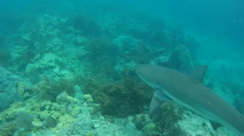 Bull Shark on Reef Stock-Footage 7902566