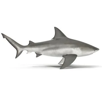 Bull Shark Rigged for Cinema 4D ~ 3D Model #91027898 | Pond5