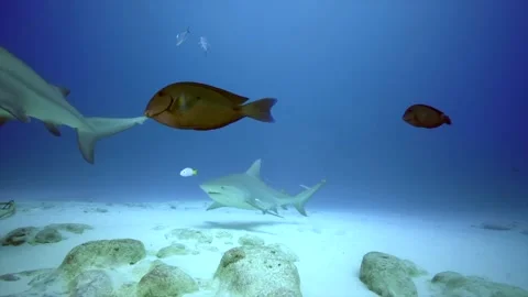 Bull shark scuba diving playa del carmen... | Stock Video | Pond5