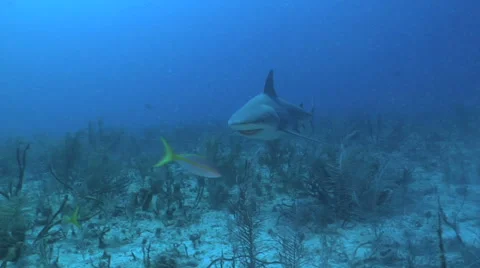 Bull Shark Swims to Camera Stock Footage 45239026
