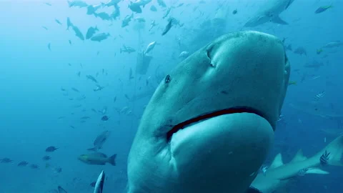 Bull shark touching camera with his nose, underwater shot Видео 148087124