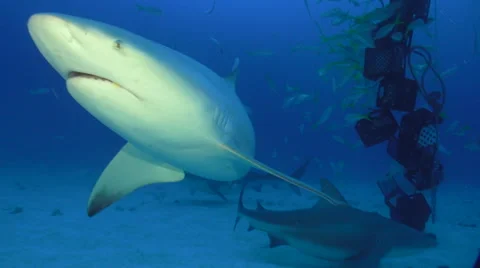 Bull Shark turns by camera Stock Footage 65763175