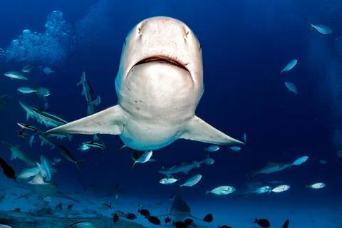 Bull shark while ready to attack while feeding 스톡 사진