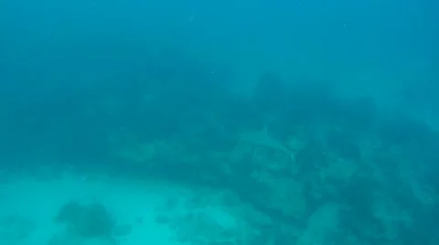 Bull Shark Wide Stock Footage 7902522